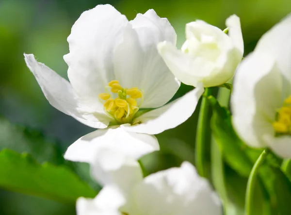 Albero di mele in fiore — Foto Stock