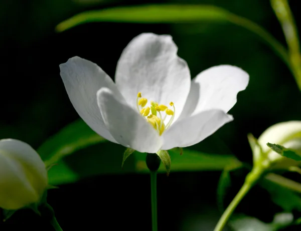 Albero di mele in fiore — Foto Stock