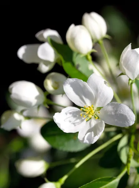 Blooming apple tree — Stock Photo, Image