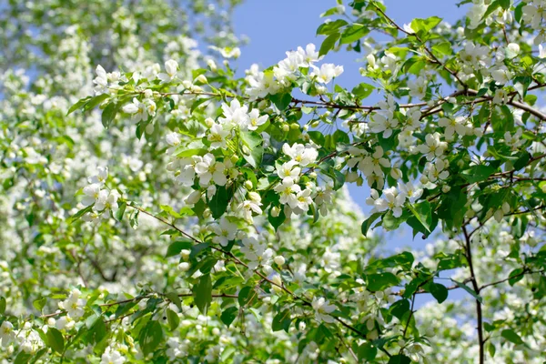 Bloeiende appelboom — Stockfoto