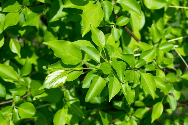 Wiosna zielony liść — Zdjęcie stockowe