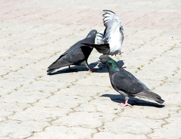 Gray pigeons in nature — Stock Photo, Image