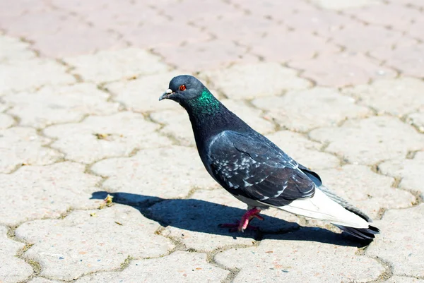 Gray pigeon in nature — Stock Photo, Image