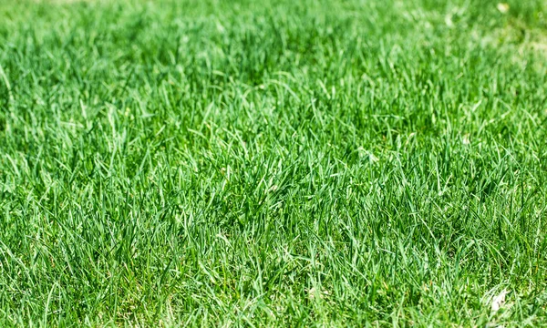 Green grass background — Stock Photo, Image