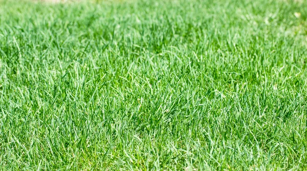 緑の草の背景 — ストック写真