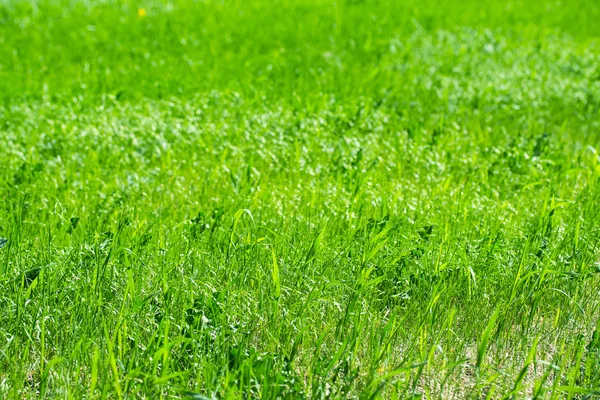 Groene grasachtergrond — Stockfoto