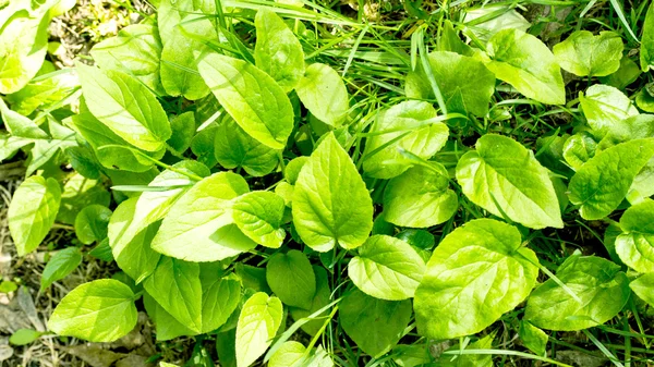 緑の春の森 — ストック写真