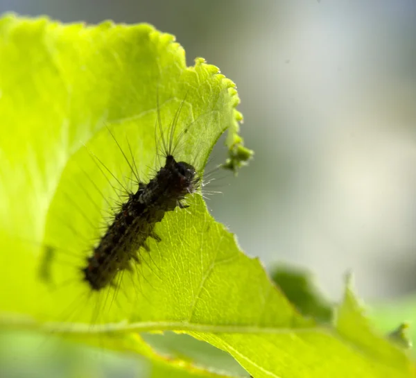 Hyphantria cunea larva — Stockfoto