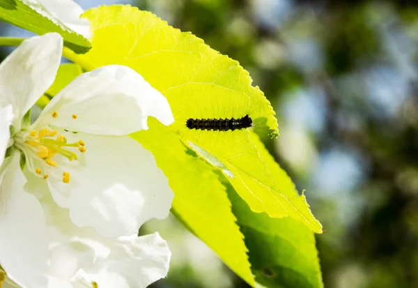 Hyphantria cunea larva — Stockfoto