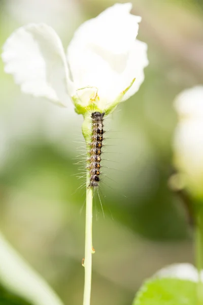 Hyphantria cunea larva — Stockfoto