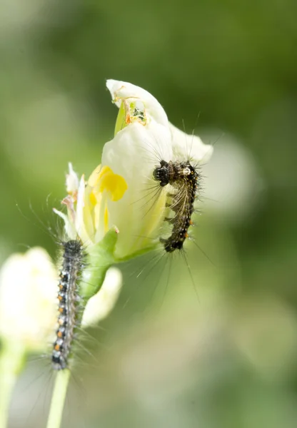 Hyphantria cunea larva — Stockfoto