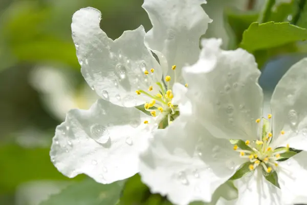 Albero di mele in fiore — Foto Stock