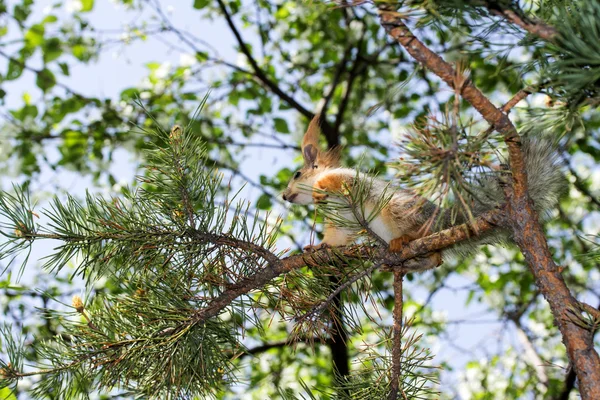 Esquilo em uma árvore na floresta — Fotografia de Stock