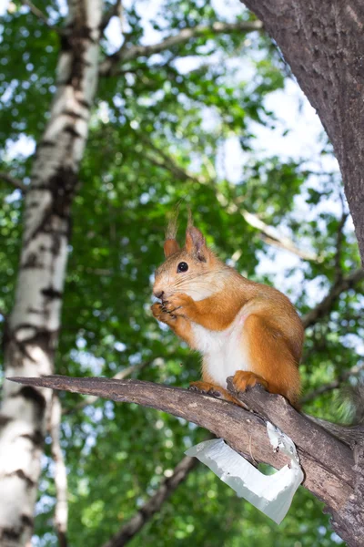 Eichhörnchen auf einem Baum im Wald — Stockfoto