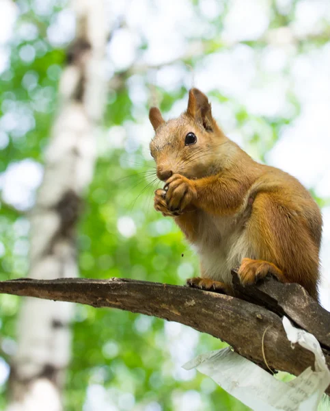 Eichhörnchen auf einem Baum im Wald — Stockfoto