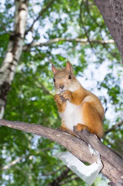 Wiewiórka na drzewie w lesie — Zdjęcie stockowe