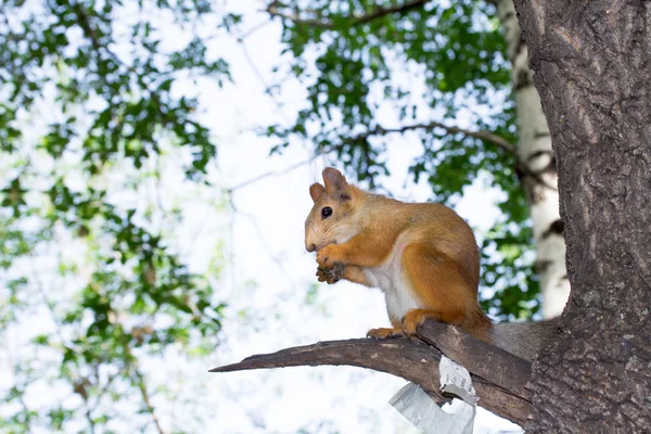 Ardilla en un árbol en el bosque — Foto de Stock