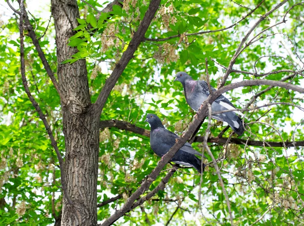 Piccioni su un ramo d'albero — Foto Stock