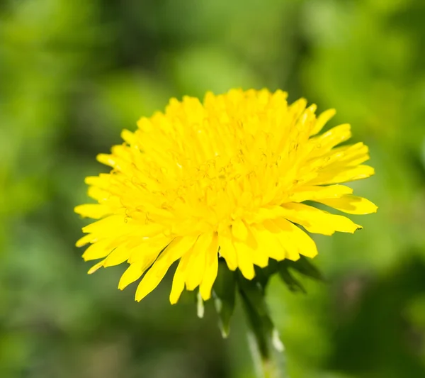 Yellow dandelion in spring — Stock Photo, Image