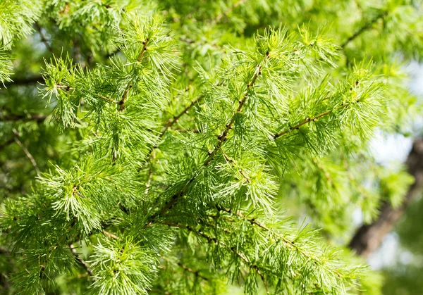 녹색 봄 숲 — 스톡 사진