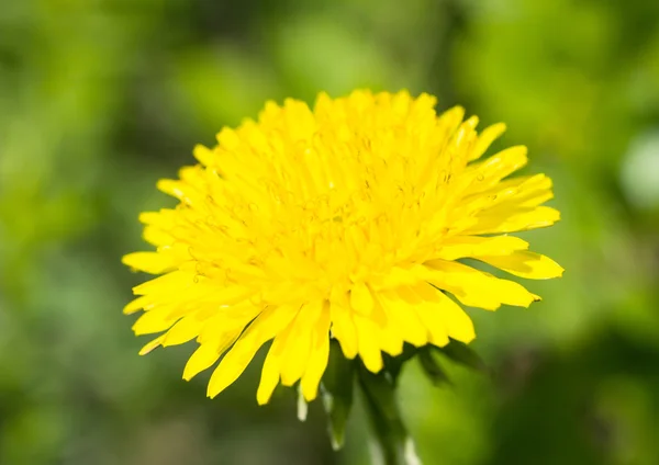 Diente de león amarillo en primavera —  Fotos de Stock