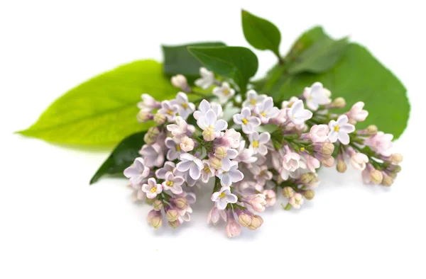 Lilac branch isolated — Stock Photo, Image