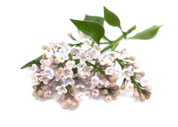 Lilac branch isolated — Stock Photo, Image