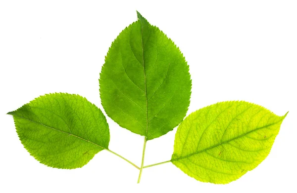 Green leaf — Stock Photo, Image