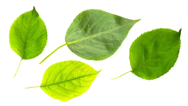 Green leaf — Stock Photo, Image