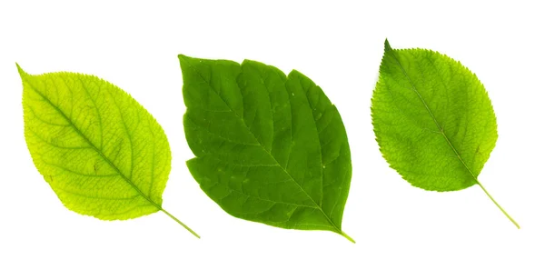 Green leaf — Stock Photo, Image