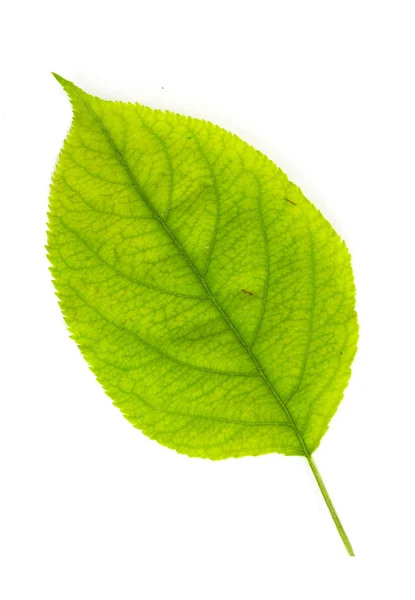 Green leaf on white — Stock Photo, Image