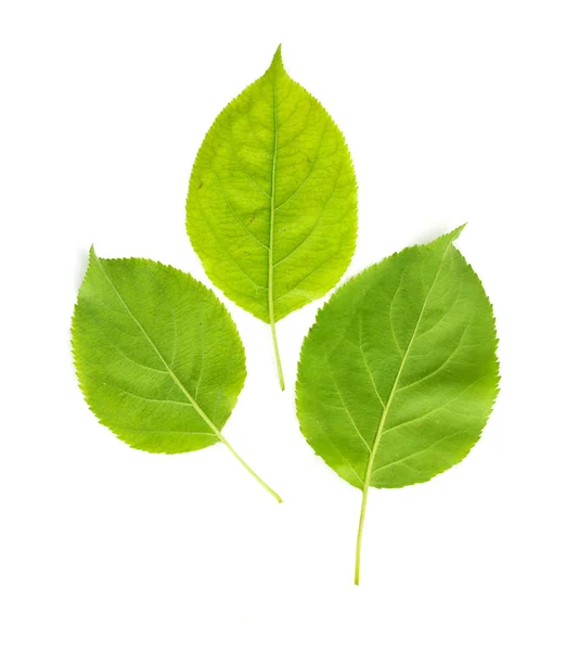 Green leaf — Stock Photo, Image