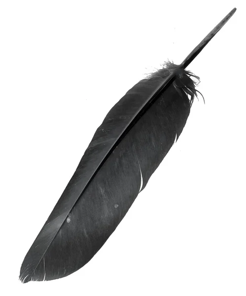 Vogelfeder auf schwarzem Hintergrund — Stockfoto