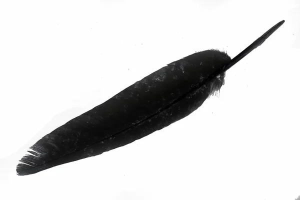 Bird feather on black background — Stock Photo, Image