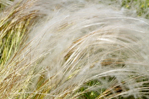 Feather grass background — Stock Photo, Image