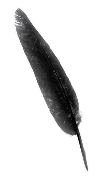 Feather of a bird isolated — Stock Photo, Image