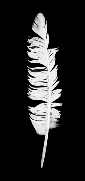 Bird feather on black — Stock Photo, Image