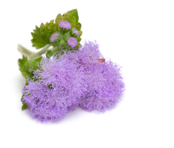 Flowers of thistles on white — Stock Photo, Image