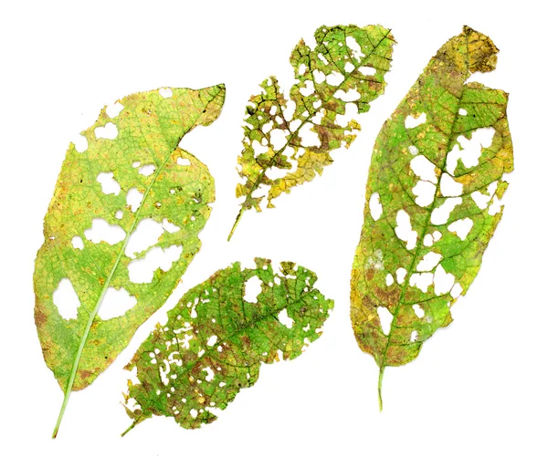 Leaves with holes on white — Stock Photo, Image