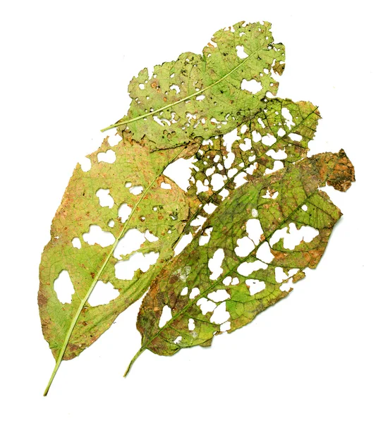 Leaves with holes on white — Stock Photo, Image