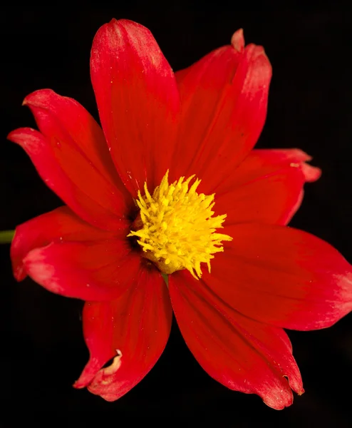 Flores — Foto de Stock