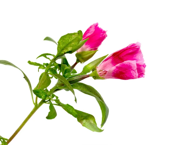 Flowers — Stock Photo, Image