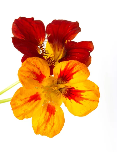 Flowers — Stock Photo, Image