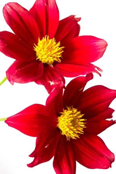 Flowers — Stock Photo, Image