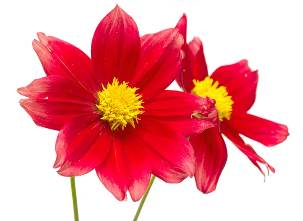 Flowers — Stock Photo, Image