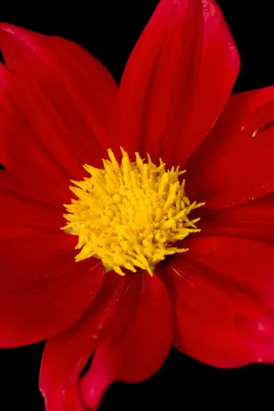 Flowers — Stock Photo, Image