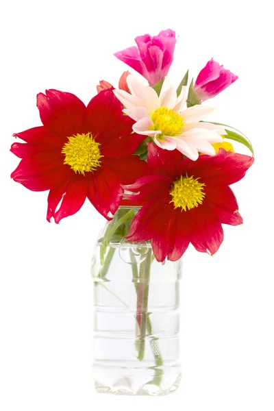 Flowers — Stock Photo, Image