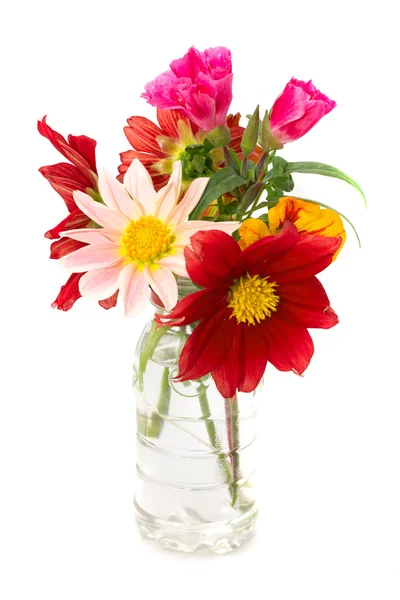 Flowers — Stock Photo, Image