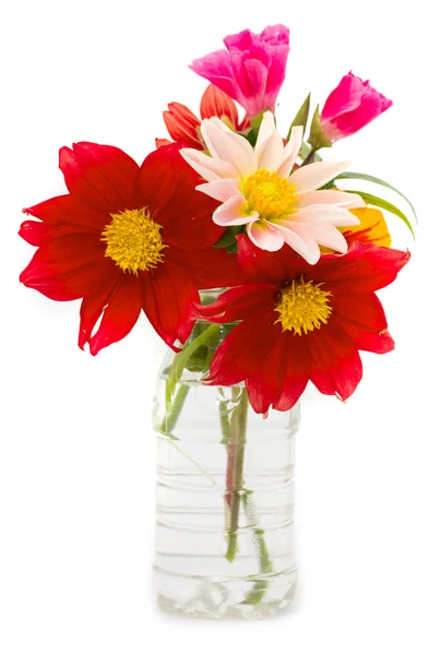 Flowers — Stock Photo, Image