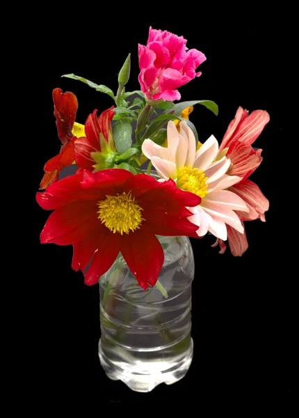 Flowers — Stock Photo, Image